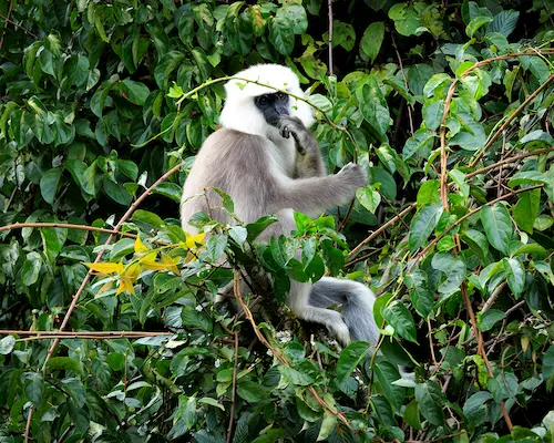 Assam Jungle Safari